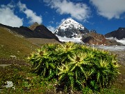  Al Rifugio Quinto Alpini  (2877 m) con traversata al Rif. Pizzini dal Passo Zebrù (3001 m) e discesa al Rif. Forni (2178 m)  - FOTOGALLERY